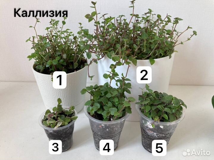 Комнатные растения