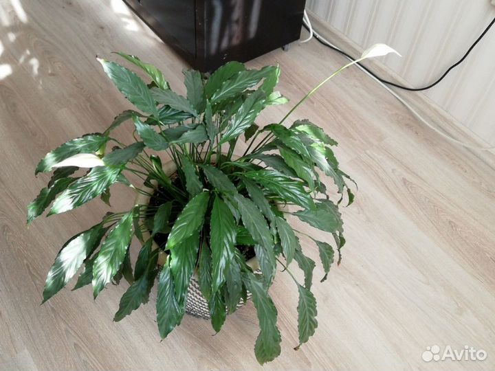 Спатифиллум