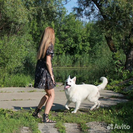 Кобель бшо для вязки