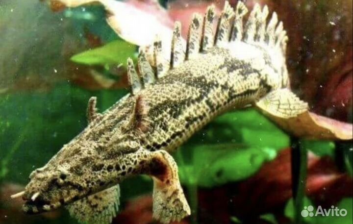 Магазин аквариумных рыб #Аквакубик #номерныесомы