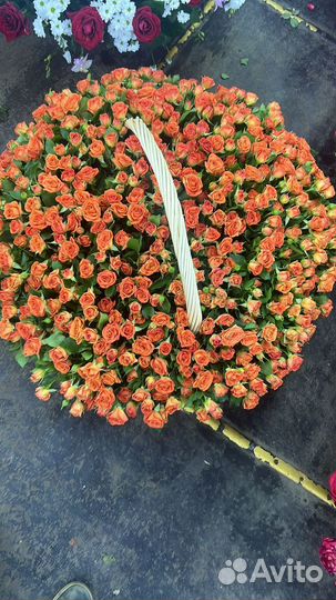 Цветы - Розы - 101