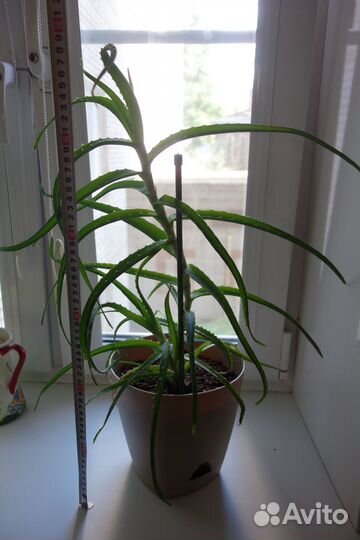 Алоэ столетник