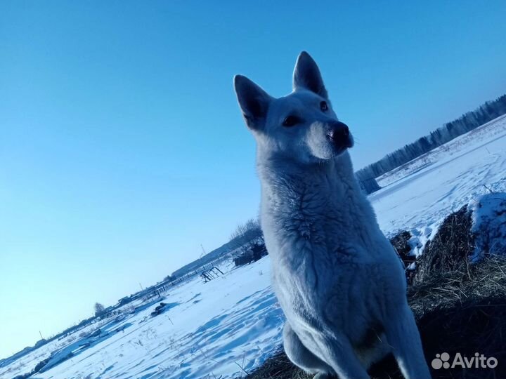 Щенки бесплатно