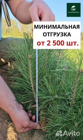 Сеянцы ели окс от производителя