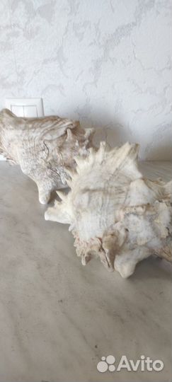 Большая морская раковина