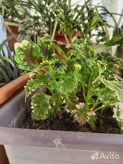 Хлорофитум, колеус