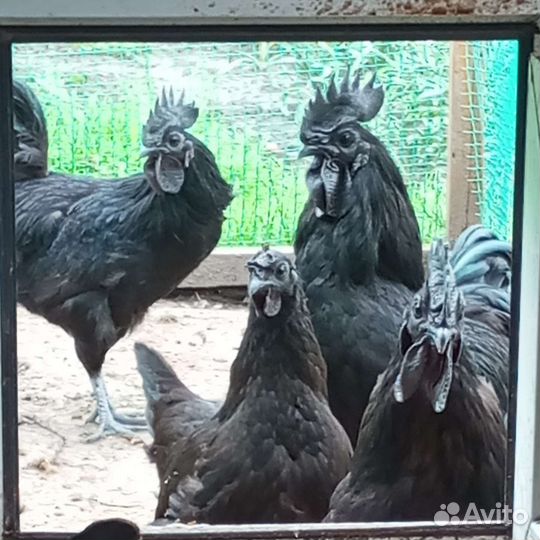 Петух Ухейилюй