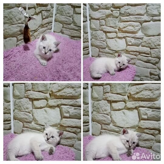 Кошка в дар