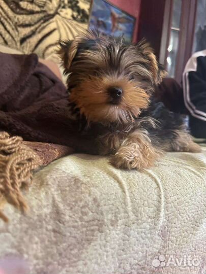 Йоркширский терьер мини девочка