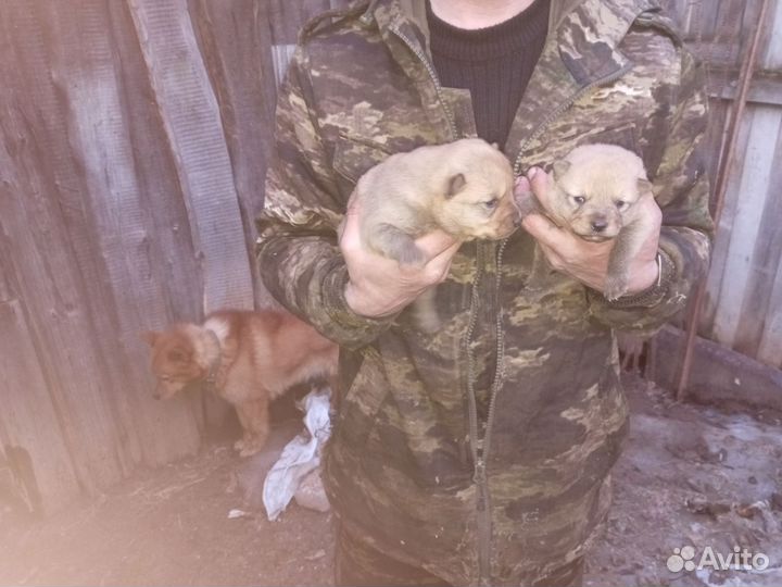 Карело Финская лайка