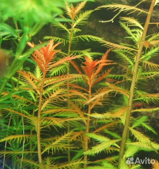 Растения для аквариума