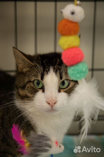 Молодой кот