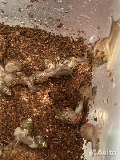 Улитки ахатины