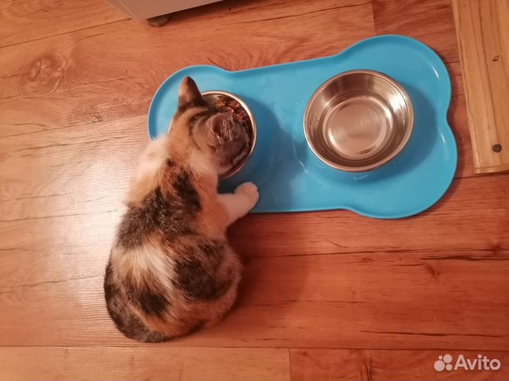 Шотландская кошечка