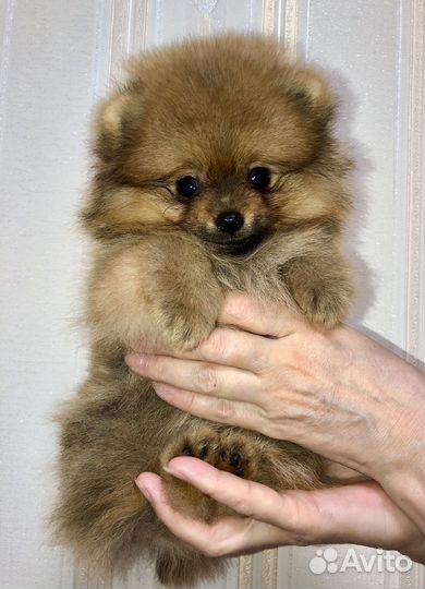 Щенки шпица