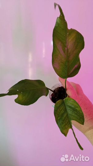 Филодендроны