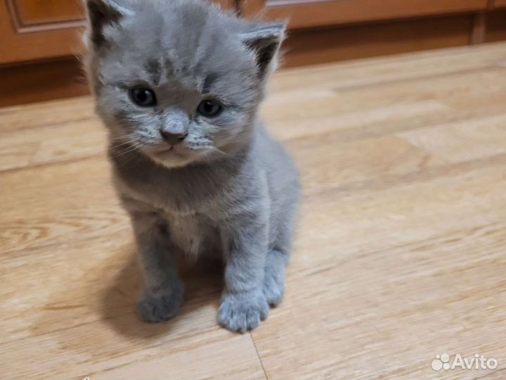 Британская