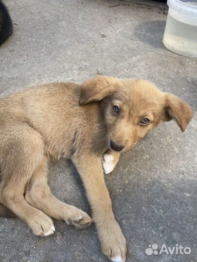 Щенки бесплатно