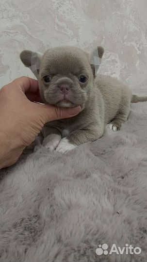 Курносые супер малыши