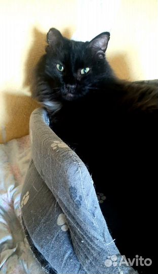 Котик в добрые руки