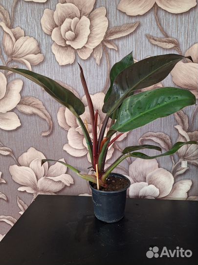 Филодендрон империал ред