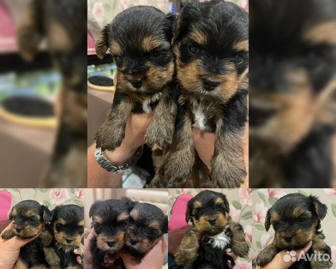 Йоркширский терьер