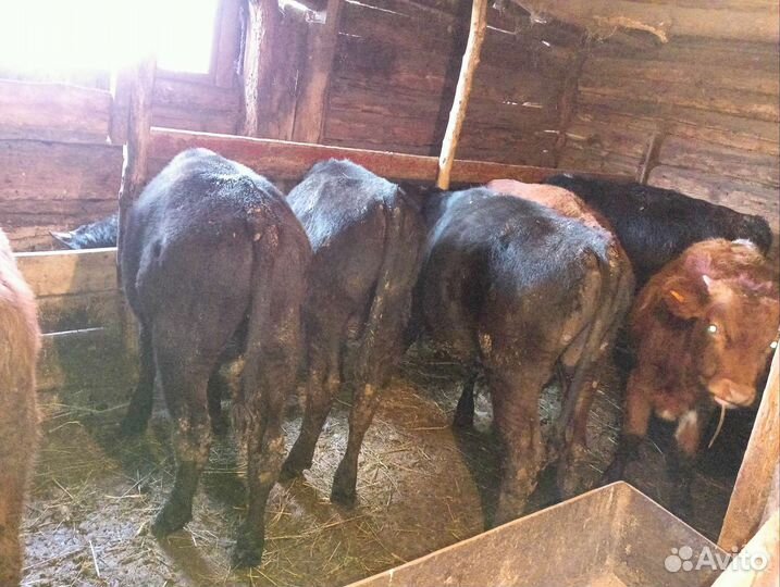 Бычки и быки