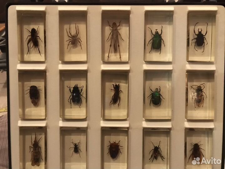 Насекомые в стекле коллекця