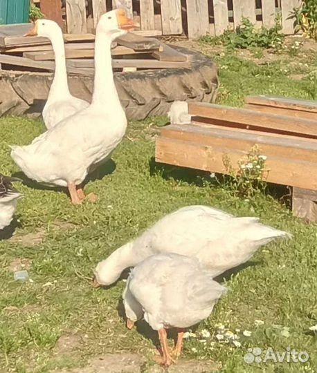 Гуси утки
