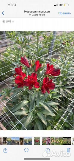 Продаю корни альстромерии