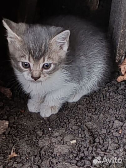 Котята в добрые руки бесплатно