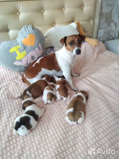 Джек Рассел терьер щенки бронь