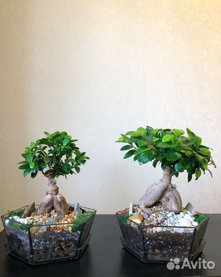 Бонсай. Дерево. Подарок. Флорариум