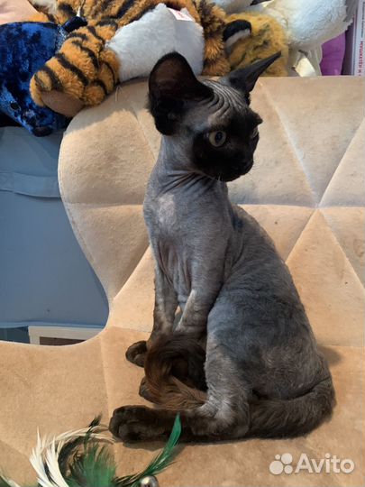 Кот девон рекс