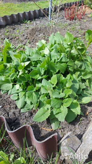 Многолетники для сада цветы