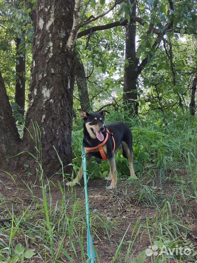 Австралийский келпи в добрые руки