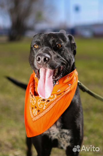 Спасите собаку из приюта