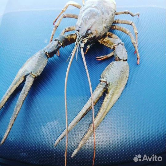 Раки живые и варёные