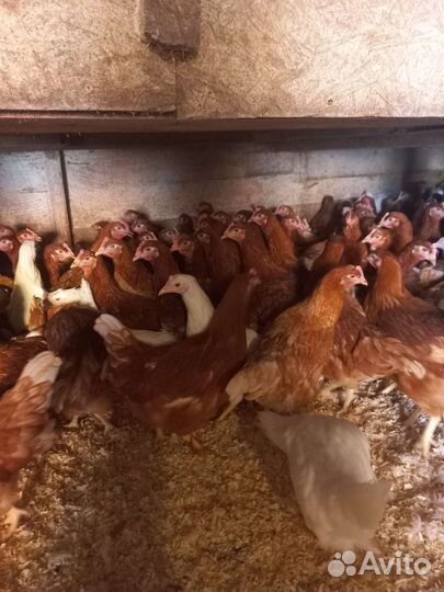 Курочка несушка молодка, породы разные