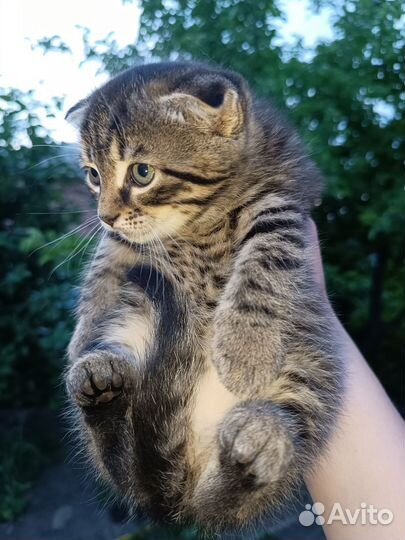 Шотландские котята