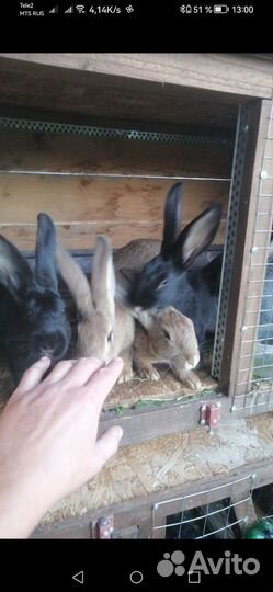 Кролики мясных пород
