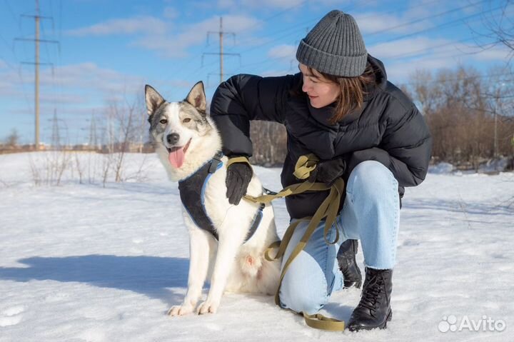 Молодой пёс из приюта в поисках дома