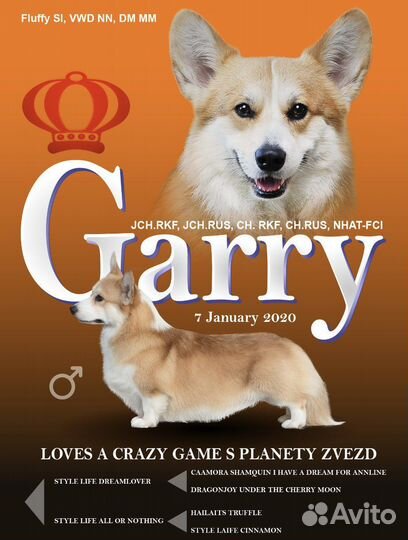 Вельш-корги пемброк кобель