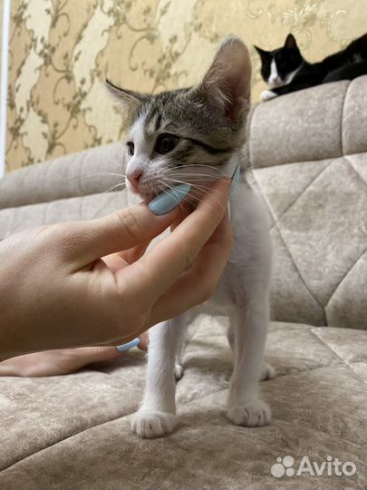 Котенок средней пушистости