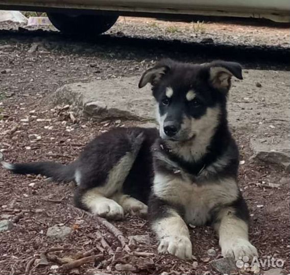 Щенки бесплатно