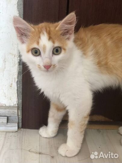 Рыжий котенок