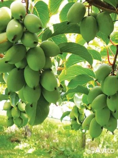 Саженцы актинидии