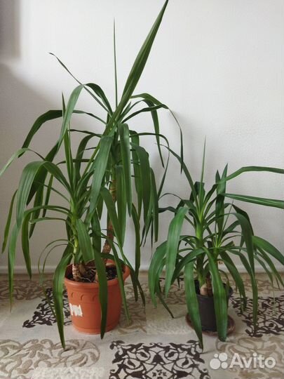 Комнатные растения цветы