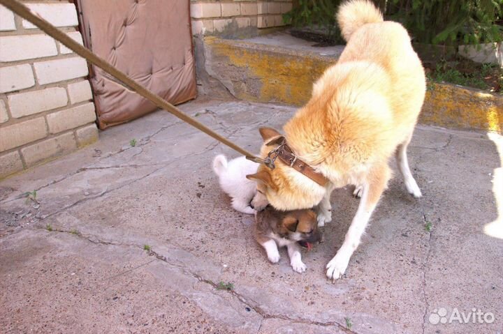 Щенки западно- сибирской лайки