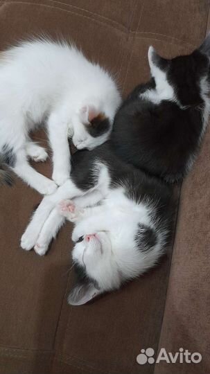 Отдам котят в хорошие руки. 4 котёнка все девочки